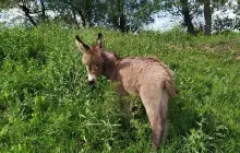 ვირლანდია • Virlandia