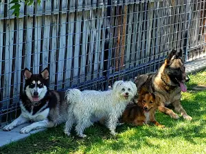 Newman Community Dog Park