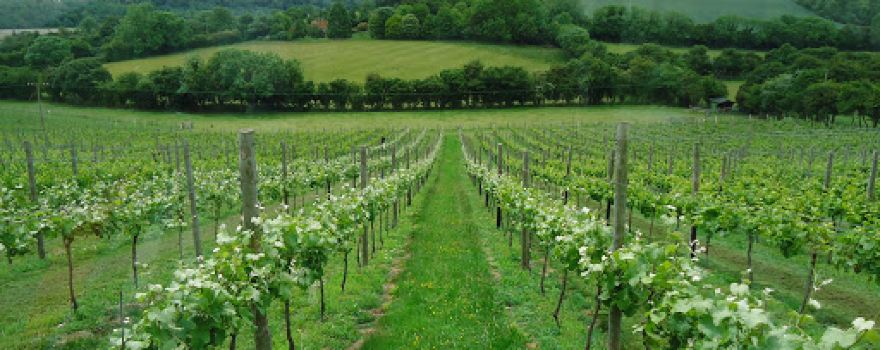 Daws Hill Vineyard
