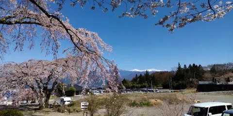 黒船桜