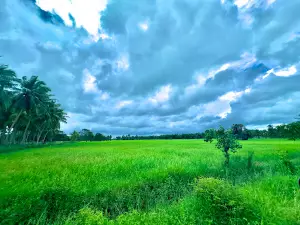 Akkarayan - Unionkulam Tree Cloud Photoshoot