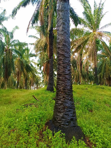 斯里阿南腳車公園
