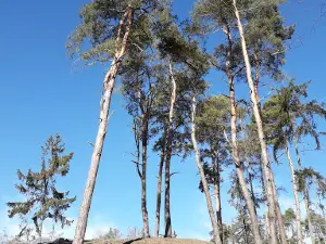 Tower - Havířská Bouda