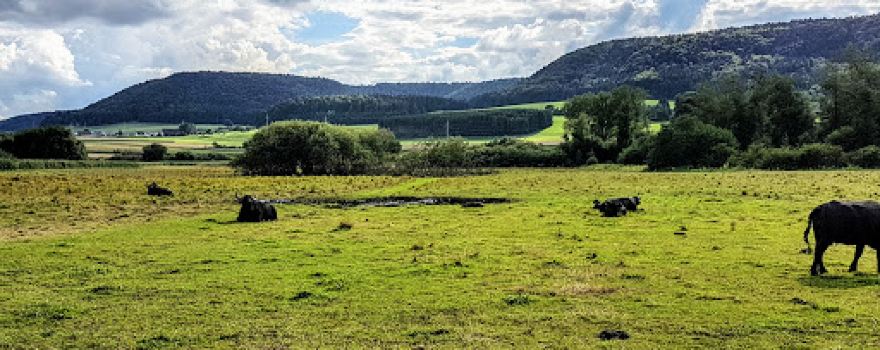 Dürbheimer Moos
