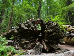 Founders Tree