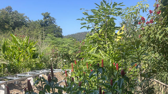 Conserve Natural Forest