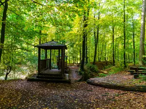 Naturerlebnis Wald Meerhof