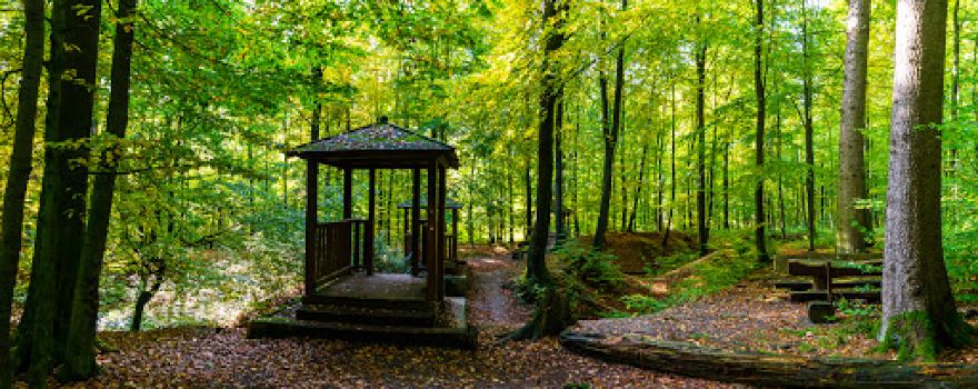 Naturerlebnis Wald Meerhof