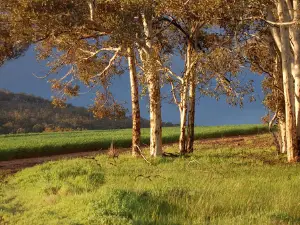 Carrah Wildflower Walks