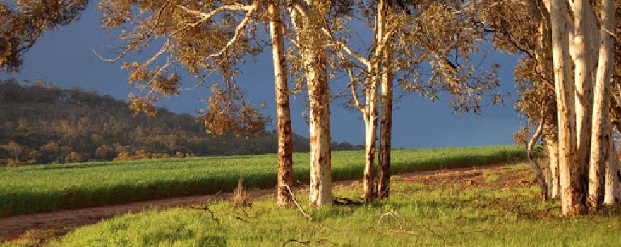 Carrah Wildflower Walks