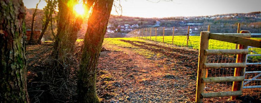 Sweetwell Fields Secure Dog Walking