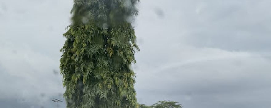 Parque