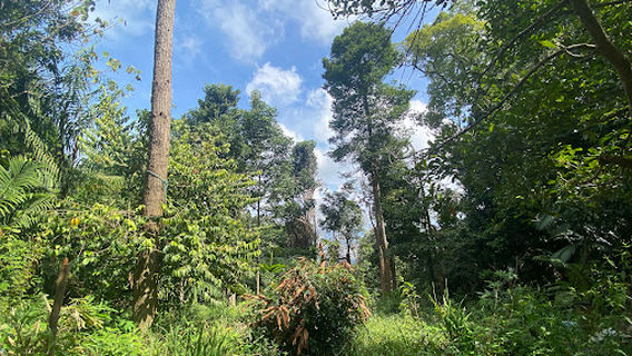 Bukit Saga via Taman Saga
