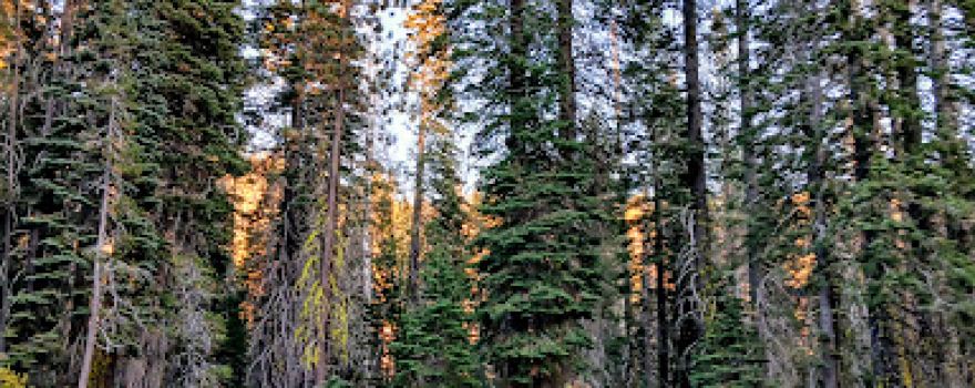 Stanislaus River Campground