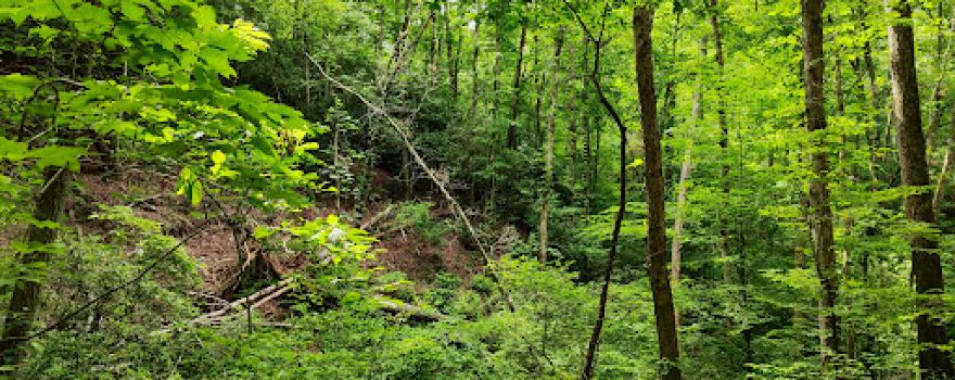 Yahoola Creek Park