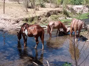 La Carrizosa