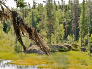 Trolltjärn Naturreservat