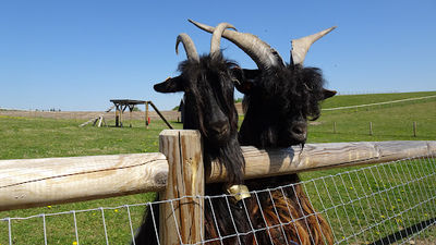 SIGULDA ZOO