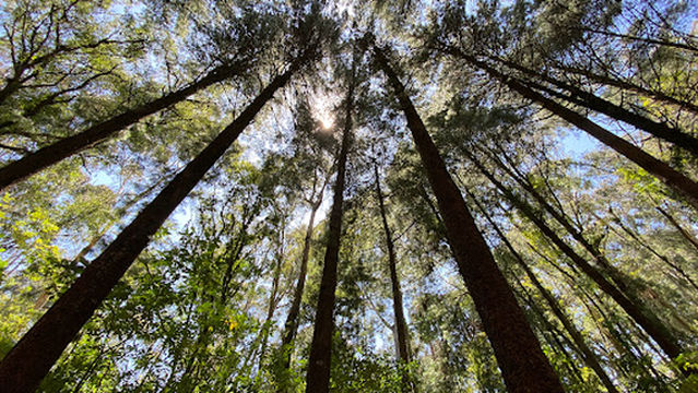 Metropolitano La Armenia Park