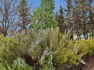 ghriss Garden
