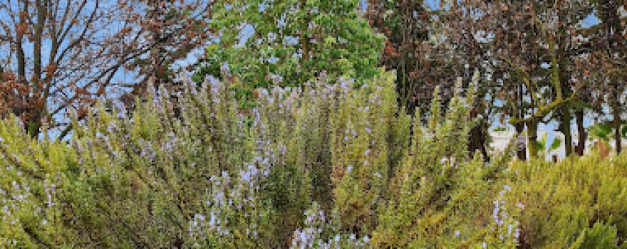 ghriss Garden