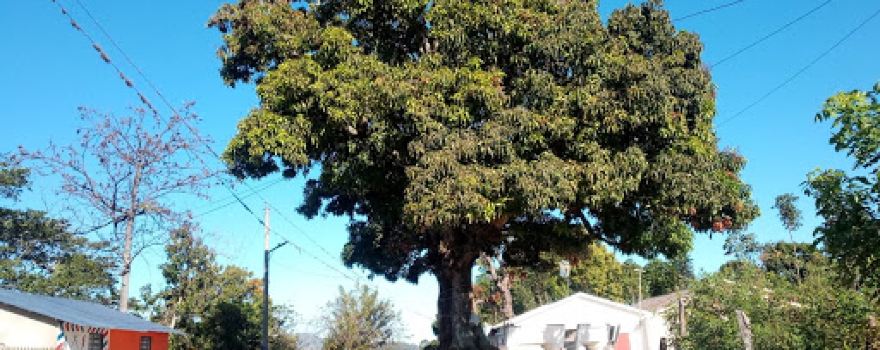 La Mata de Mango, Parque Las Carreras