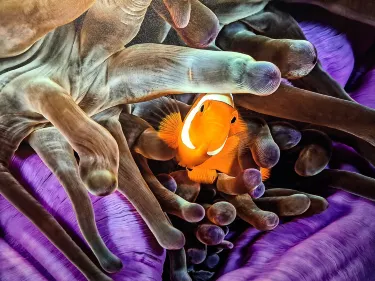 Aquarium of Reunion