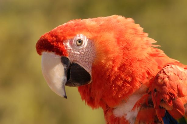 Zoo Bubalco