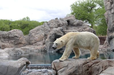 ABQ BioPark Zoo