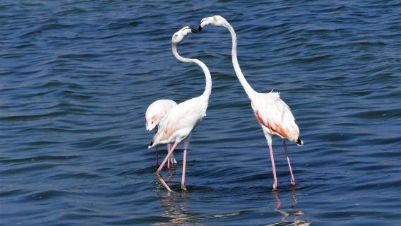 Mud Baths Mar Menor