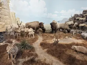 KU Natural History Museum