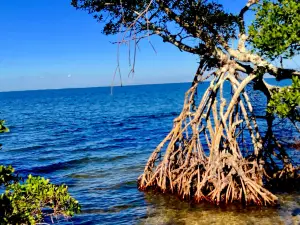 Emerson Point Preserve