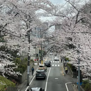 櫻坂