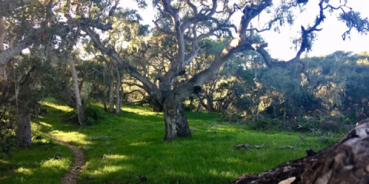 Los Osos Oaks State Reserve