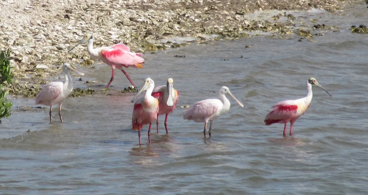 5_Rockport Birding and Kayak Adventures