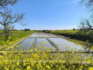 Les Marais Salants de la Vie