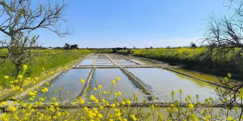 Les Marais Salants de la Vie