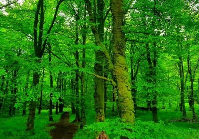 County Meath