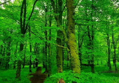 County Meath
