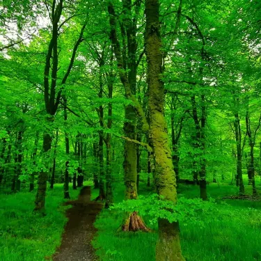Meath