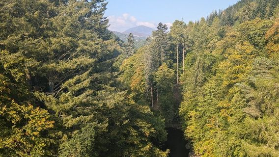 Highland Fling Bungee