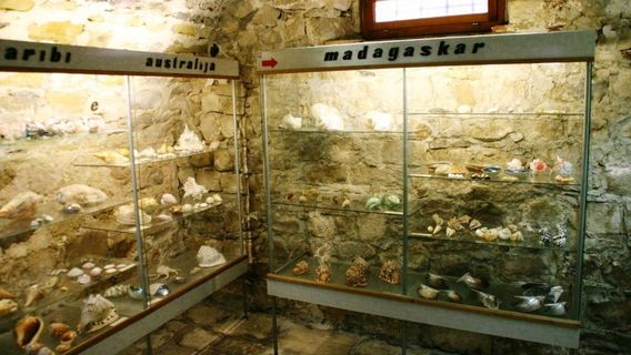 Shells Museum Malakoloski Muzej