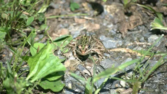 Hyla Park Nature Preserve