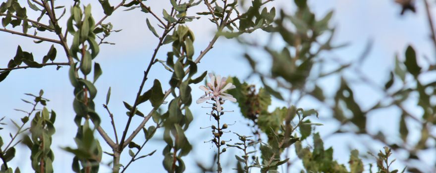 Sheraton Scrub Preserve