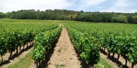 Domaine Estelle et Rodolphe Cognard