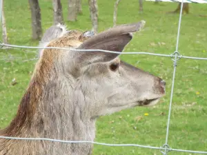 Lupi-Les Loups de Coat Fur