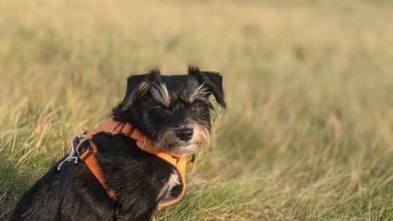 Blasty Bough Brewing Company