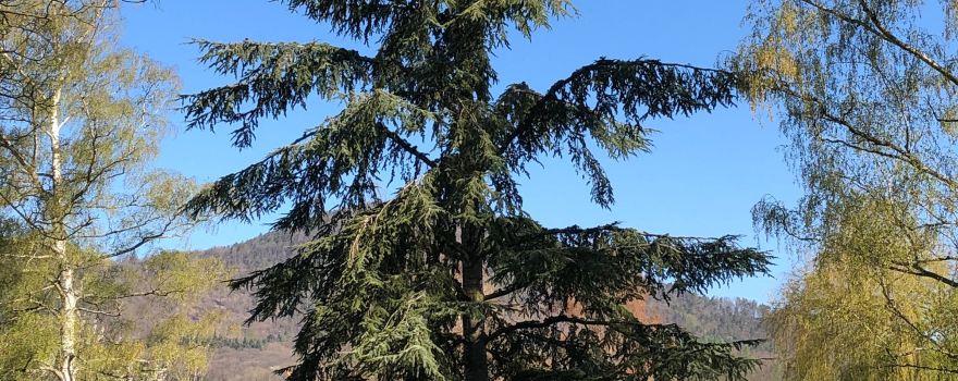 Annweiler am Trifels