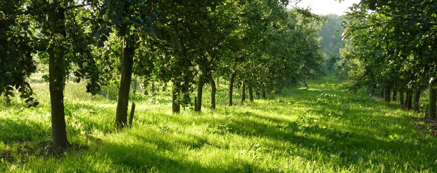 Les Bulles Ardennaises