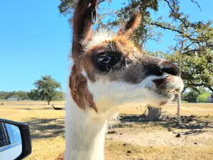 Aggieland Wild Animal Safari